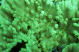 20000908_Mangrove_Bay_0026